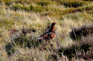 Moors and Dale Photography